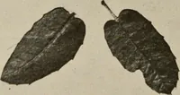An illustration from How to make a country place; an account of the successes and the mistakes of an amateur in thirty-five years of farming, building and development: together with a practical plan for securing a home and an independent income, starting with small capital (1914)