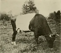 An illustration from How to make a country place; an account of the successes and the mistakes of an amateur in thirty-five years of farming, building and development: together with a practical plan for securing a home and an independent income, starting with small capital (1914)