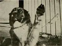 An illustration from How to make a country place; an account of the successes and the mistakes of an amateur in thirty-five years of farming, building and development: together with a practical plan for securing a home and an independent income, starting with small capital (1914)