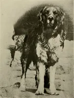 An illustration from How to make a country place; an account of the successes and the mistakes of an amateur in thirty-five years of farming, building and development: together with a practical plan for securing a home and an independent income, starting with small capital (1914)