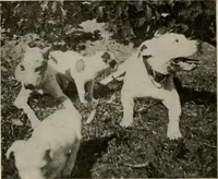 An illustration from How to make a country place; an account of the successes and the mistakes of an amateur in thirty-five years of farming, building and development: together with a practical plan for securing a home and an independent income, starting with small capital (1914)