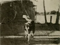 An illustration from How to make a country place; an account of the successes and the mistakes of an amateur in thirty-five years of farming, building and development: together with a practical plan for securing a home and an independent income, starting with small capital (1914)