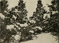 An illustration from How to make a country place; an account of the successes and the mistakes of an amateur in thirty-five years of farming, building and development: together with a practical plan for securing a home and an independent income, starting with small capital (1914)