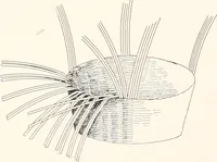 Picture 134 of 196 from How to make Indian and other baskets (1903), leaf 113