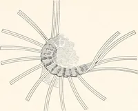 An illustration from How to make Indian and other baskets (1903)