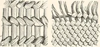 Picture 163 of 196 from How to make Indian and other baskets (1903), leaf 130