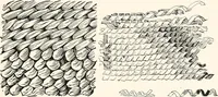 Picture 169 of 196 from How to make Indian and other baskets (1903), leaf 132