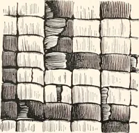 Picture 179 of 196 from How to make Indian and other baskets (1903), leaf 135