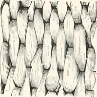 Picture 71 of 196 from How to make Indian and other baskets (1903), leaf 64