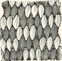 Picture 72 of 196 from How to make Indian and other baskets (1903), leaf 64