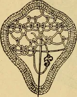 An illustration from How to make lace. (1899)