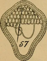 An illustration from How to make lace. (1899)