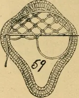 An illustration from How to make lace. (1899)