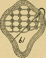 An illustration from How to make lace. (1899)