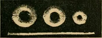 An illustration from How to make lace. (1899)
