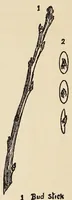 An illustration from How to make school gardens; a manual for teachers and pupils (1903)