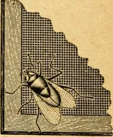 An illustration from How to paint; directions for applying paint and varnish with best results .. (1904)
