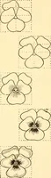 An illustration from How to paint flowers, scrolls and fancy borders for up-to-date show cards, posters, display signs and decorating (1915)