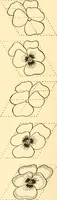 An illustration from How to paint flowers, scrolls and fancy borders for up-to-date show cards, posters, display signs and decorating (1915)