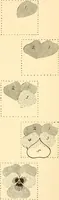 An illustration from How to paint flowers, scrolls and fancy borders for up-to-date show cards, posters, display signs and decorating (1915)