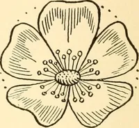 An illustration from How to paint flowers, scrolls and fancy borders for up-to-date show cards, posters, display signs and decorating (1915)