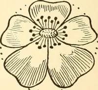 An illustration from How to paint flowers, scrolls and fancy borders for up-to-date show cards, posters, display signs and decorating (1915)