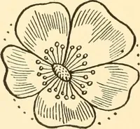 An illustration from How to paint flowers, scrolls and fancy borders for up-to-date show cards, posters, display signs and decorating (1915)
