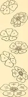 An illustration from How to paint flowers, scrolls and fancy borders for up-to-date show cards, posters, display signs and decorating (1915)