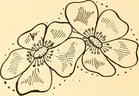 An illustration from How to paint flowers, scrolls and fancy borders for up-to-date show cards, posters, display signs and decorating (1915)