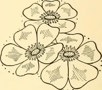 An illustration from How to paint flowers, scrolls and fancy borders for up-to-date show cards, posters, display signs and decorating (1915)