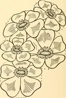 An illustration from How to paint flowers, scrolls and fancy borders for up-to-date show cards, posters, display signs and decorating (1915)