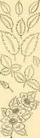 An illustration from How to paint flowers, scrolls and fancy borders for up-to-date show cards, posters, display signs and decorating (1915)
