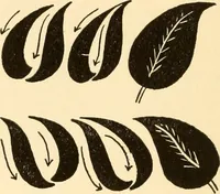 An illustration from How to paint flowers, scrolls and fancy borders for up-to-date show cards, posters, display signs and decorating (1915)