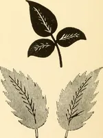 An illustration from How to paint flowers, scrolls and fancy borders for up-to-date show cards, posters, display signs and decorating (1915)