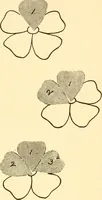 An illustration from How to paint flowers, scrolls and fancy borders for up-to-date show cards, posters, display signs and decorating (1915)