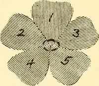 An illustration from How to paint flowers, scrolls and fancy borders for up-to-date show cards, posters, display signs and decorating (1915)