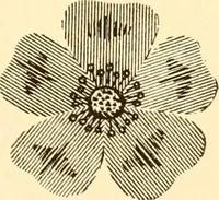 An illustration from How to paint flowers, scrolls and fancy borders for up-to-date show cards, posters, display signs and decorating (1915)