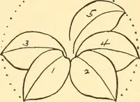 An illustration from How to paint flowers, scrolls and fancy borders for up-to-date show cards, posters, display signs and decorating (1915)