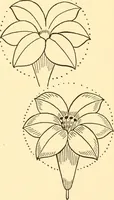An illustration from How to paint flowers, scrolls and fancy borders for up-to-date show cards, posters, display signs and decorating (1915)