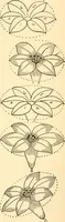 An illustration from How to paint flowers, scrolls and fancy borders for up-to-date show cards, posters, display signs and decorating (1915)