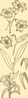An illustration from How to paint flowers, scrolls and fancy borders for up-to-date show cards, posters, display signs and decorating (1915)