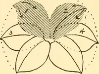 An illustration from How to paint flowers, scrolls and fancy borders for up-to-date show cards, posters, display signs and decorating (1915)