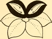 An illustration from How to paint flowers, scrolls and fancy borders for up-to-date show cards, posters, display signs and decorating (1915)