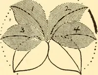 An illustration from How to paint flowers, scrolls and fancy borders for up-to-date show cards, posters, display signs and decorating (1915)
