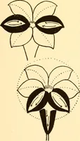 An illustration from How to paint flowers, scrolls and fancy borders for up-to-date show cards, posters, display signs and decorating (1915)
