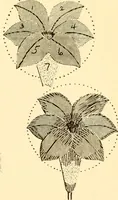 An illustration from How to paint flowers, scrolls and fancy borders for up-to-date show cards, posters, display signs and decorating (1915)