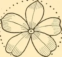An illustration from How to paint flowers, scrolls and fancy borders for up-to-date show cards, posters, display signs and decorating (1915)