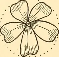 An illustration from How to paint flowers, scrolls and fancy borders for up-to-date show cards, posters, display signs and decorating (1915)