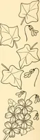 An illustration from How to paint flowers, scrolls and fancy borders for up-to-date show cards, posters, display signs and decorating (1915)