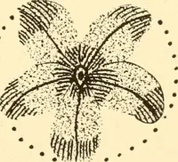 An illustration from How to paint flowers, scrolls and fancy borders for up-to-date show cards, posters, display signs and decorating (1915)